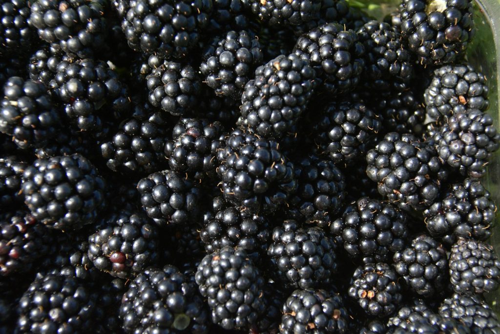 manfaat blackberry