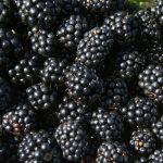 Manfaat Blackberry untuk Kesehatan: Buah Kecil dengan Nutrisi Besar