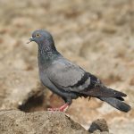 Burung Merpati Teman Setia yang Penuh Pesona serta Cerita Menarik